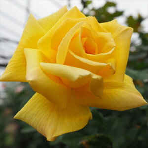 予約販売 バラ苗 バラ大苗 大輪 天津乙女 四季咲き 薔薇 ばら 黄色 troe 12月中旬以降発送