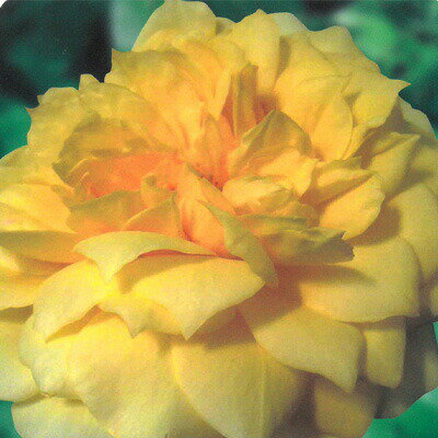 【まもなく締め切り】 予約販売 バラ苗 バラ大苗 大輪 ゴールドグロー 四季咲き 薔薇 ばら 黄色 troe 1..