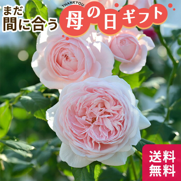 【まだまだ間に合う】母の日 2023 ギフト バラ デルバール ナエマ 6号鉢 送料無料 母の日ギフト 母の日 プレゼント バラ 薔薇 花 鉢植えのサムネイル