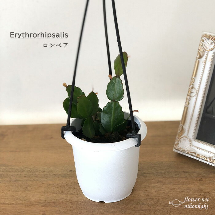 観葉植物 リプサリス ロンベア 3号 吊り鉢 吊り下げ ハンギング 観葉植物 小型 小さい 室内 贈り物 プレゼント インテリア おしゃれのサムネイル