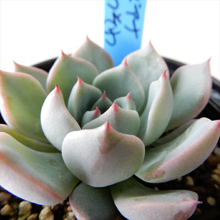 多肉植物 oriエケベリア リンゼアナ×そわそわ 多肉植物 おらいさん苗 送料無料 エケベリア 6cmポットのサムネイル