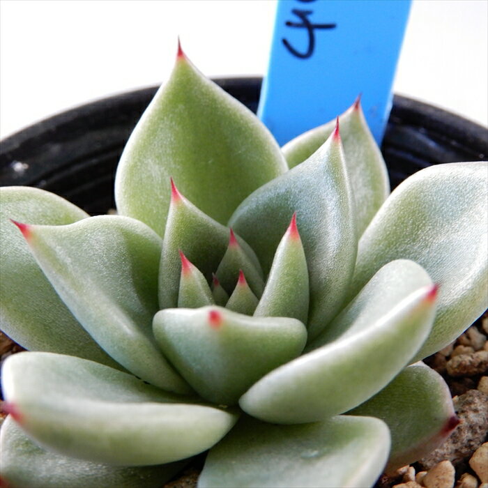 多肉植物 oriエケベリア 東雲×ざわわ 多肉植物 おらいさん苗 送料無料 エケベリア 6cmポットのサムネイル