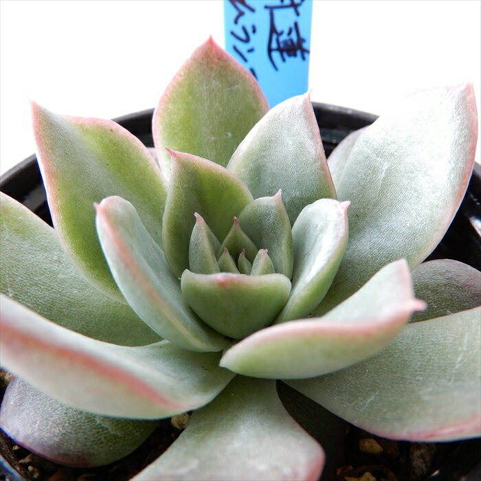 多肉植物 oriエケベリア 相府蓮×シムランス アセンション 多肉植物 おらいさん苗 送料無料 エケベリア 6cmポットのサムネイル