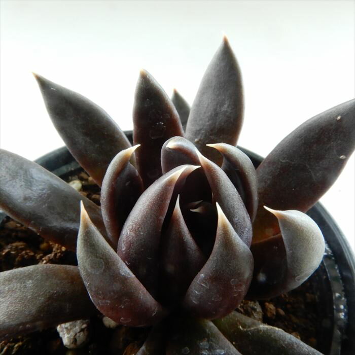 多肉植物 hmエケベリア ブラックナイト 多肉植物 エケベリア 6cmポットのサムネイル
