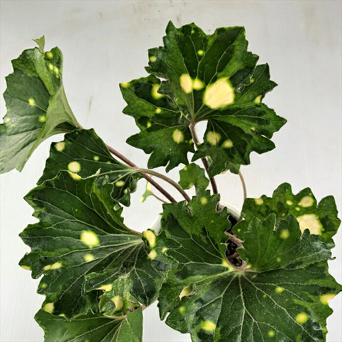 つわぶき（石蕗）三色紅葉 4号鉢 つわぶき 山野草 花苗 ツワブキ