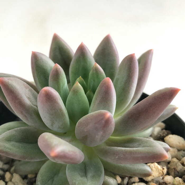 多肉植物 skパキベリア エンジェルスフィンガーレッド 多肉植物 パキベリア 7.5cmポットのサムネイル