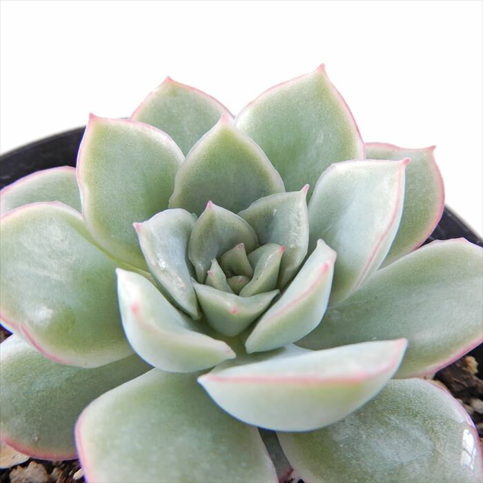 多肉植物 skエケベリア 織姫 多肉植物 エケベリア 7.5cmポットのサムネイル