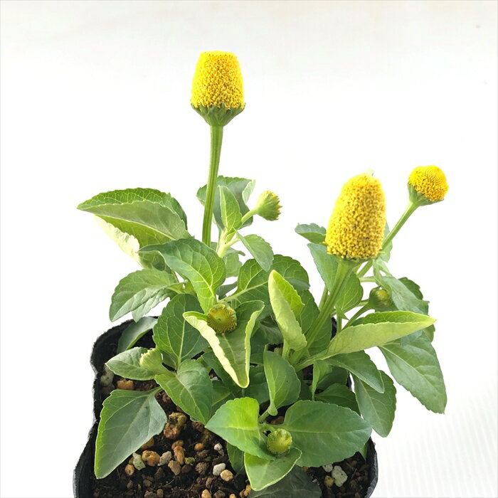 ジャンブー スピランサス 苗 9cmポット ガーデニング ハーブ苗 Herbのサムネイル