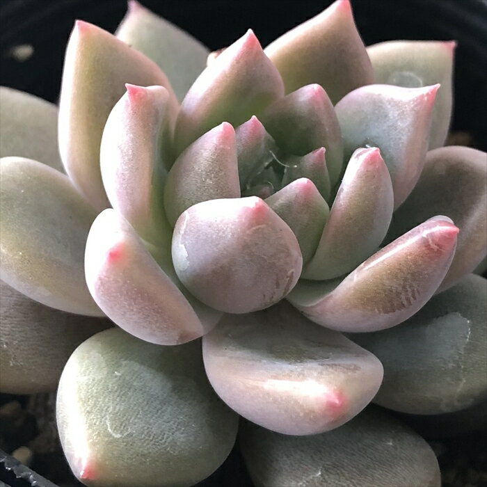 多肉植物 hmエケベリア ボニピカ 多肉植物 韓国苗 エケベリア 6cmポットのサムネイル