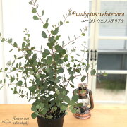 楽天市場 ハートリーフユーカリ ウェブステリアナ 5号鉢 観葉植物 ユーカリ ハーブ シンボルツリー Herb フラワーネット 日本花キ流通 みんなのレビュー 口コミ 楽天市場 ハートリーフユーカリ ウェブステリアナ 5号鉢 観葉植物 ユーカリ ハーブ シンボルツリー Herb フラワーネット 日本花キ流通 みんなのレビュー 口コミ
