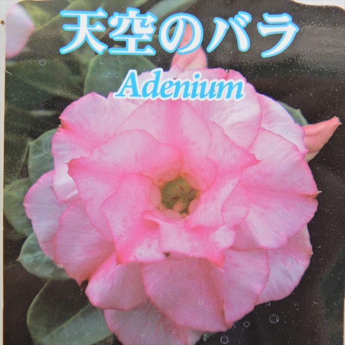 多肉植物 caコーデックス 八重咲きアデニウム オベスム トリプル ハッサディ 4号鉢 塊根植物 天空のバラのサムネイル