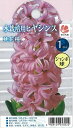 予約販売 花の大和 球根 水栽培用ヒヤシンス ジャンボ球 桃花種 1球 hyk 10月中旬以降発送