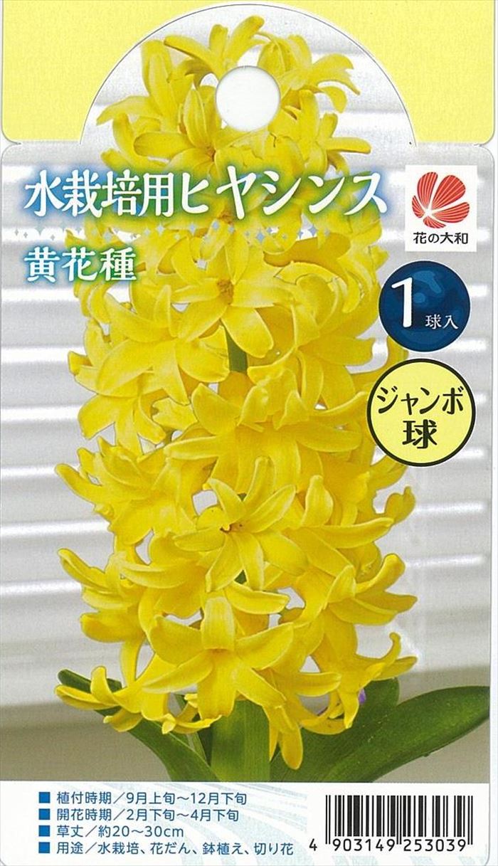 予約販売 花の大和 球根 水栽培用ヒヤシンス ジャンボ球 黄花種 1球 hyk 10月中旬以降発送