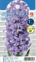 予約販売 花の大和 球根 水栽培用ヒヤシンス ジャンボ球 青花種 1球 hyk 10月中旬以降発送