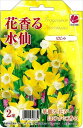 予約販売 花の大和 球根 水仙 花香る水仙 ピピット 2球 hyk 10月中旬以降発送