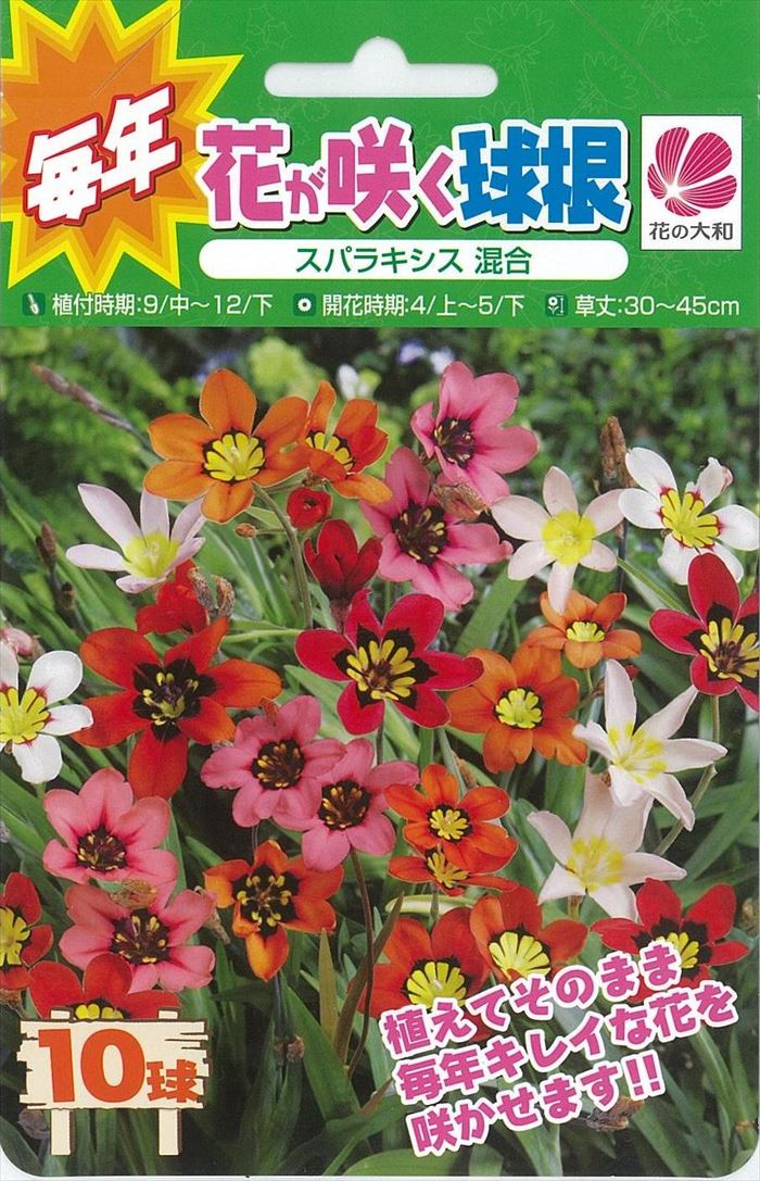 予約販売 花の大和 球根 毎年花が咲く球根 スパラキシス混合 10球 hyk 10月下旬以降発送のサムネイル