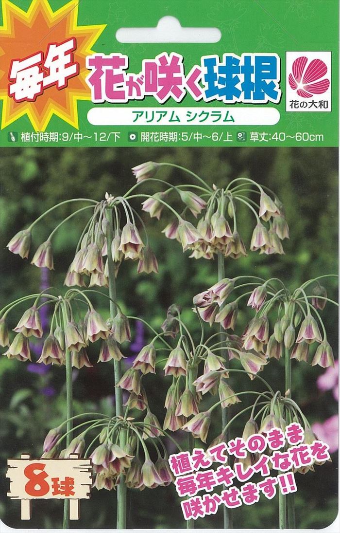 予約販売 花の大和 球根 毎年花が咲く球根 アリアム シクラム 8球 hyk 10月下旬以降発送のサムネイル