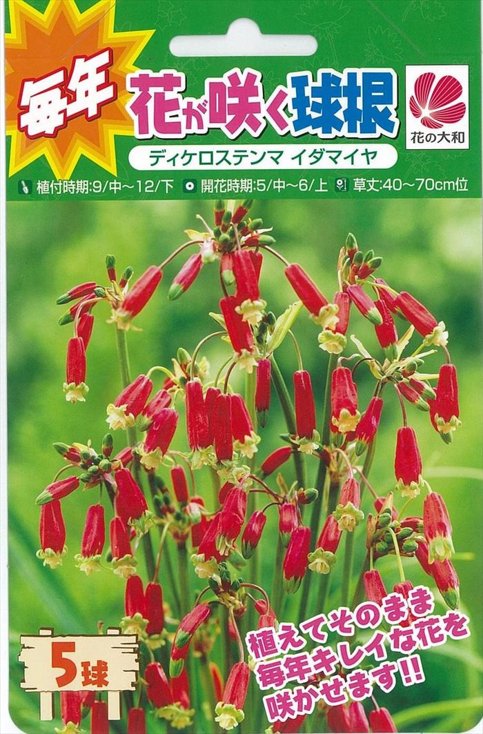 予約販売 花の大和 球根 毎年花が咲く球根 ディケロステンマ イダマイヤ 5球 10月中旬以降発送のサムネイル