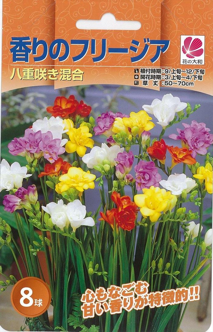 予約販売 花の大和 球根 秋植え球根バラエティ 香りのフリージア八重咲き混合 8球 hyk 10月上旬以降発送