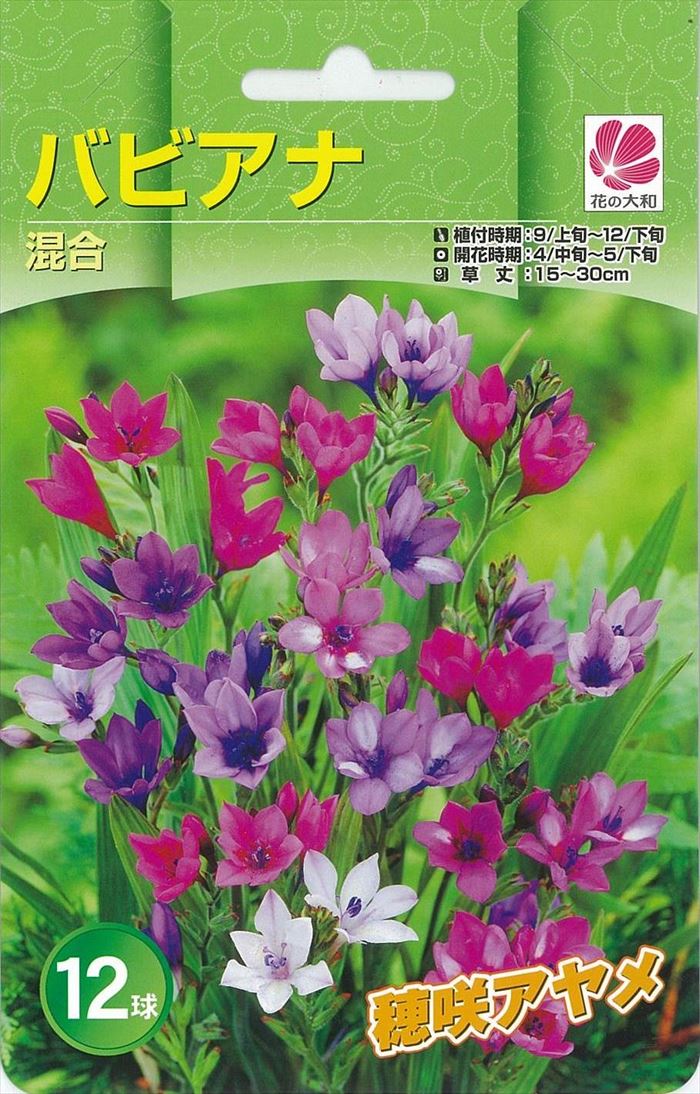 予約販売 花の大和 球根 秋植え球根バラエティ バビアナ混合 12球 hyk 10月上旬以降発送