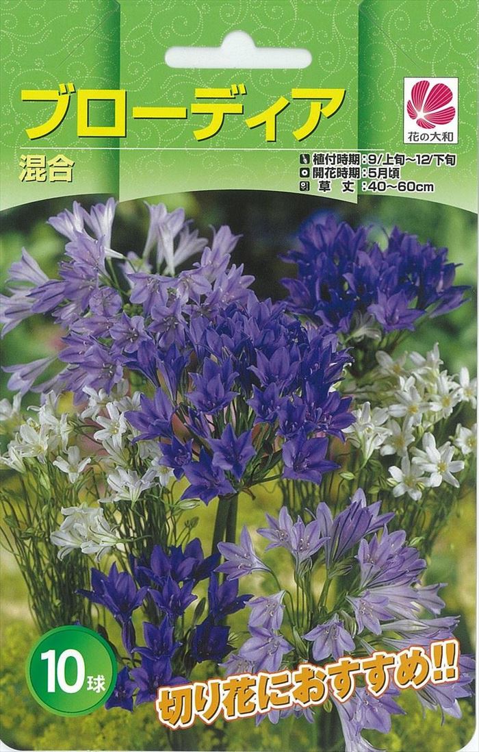 予約販売 花の大和 球根 秋植え球根バラエティ ブローディア混合 10球 hyk 10月上旬以降発送