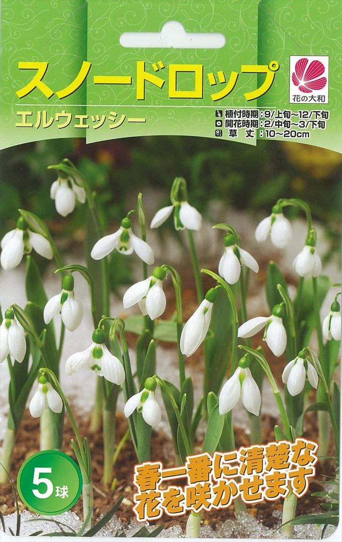 予約販売 花の大和 球根 秋植え球根バラエティ スノードロップ 5球 hyk 10月上旬以降発送