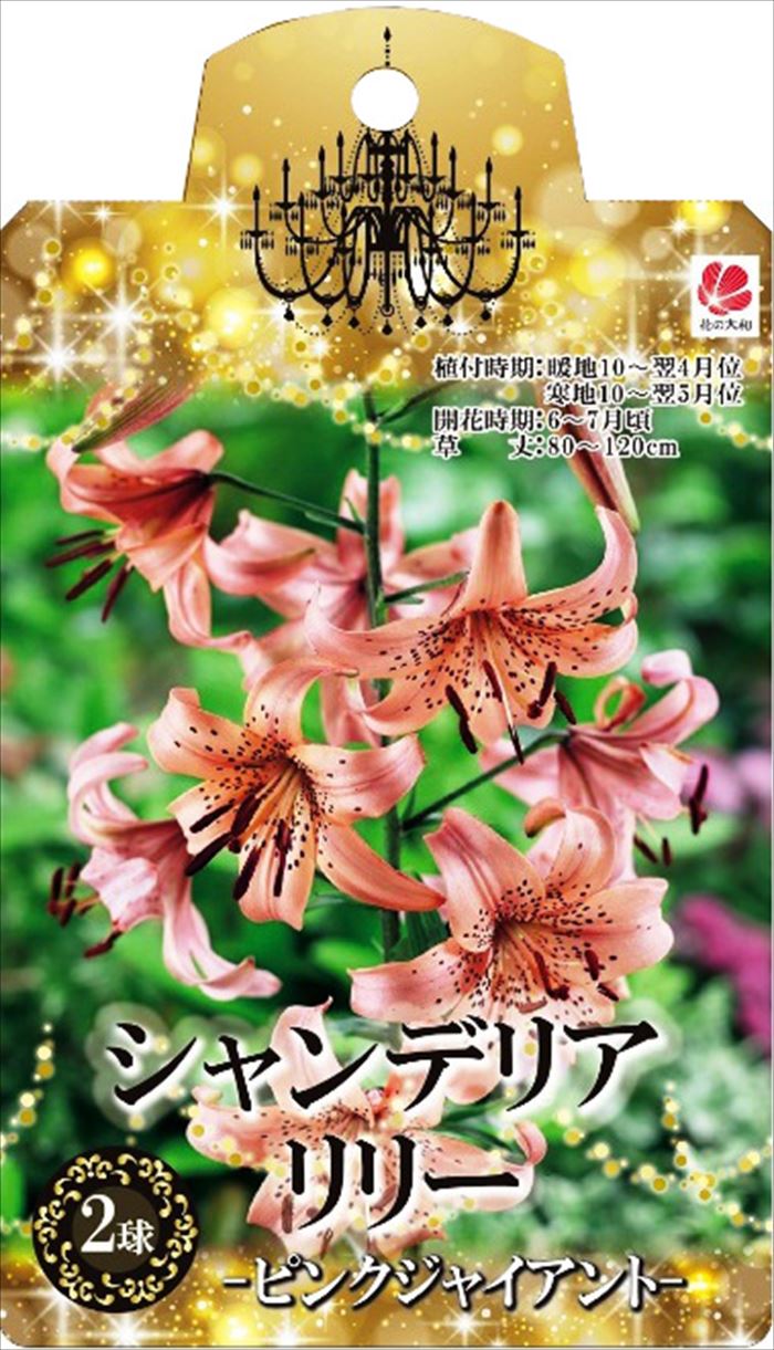 予約販売 花の大和 球根 シャンデリアリリー ピンクジャイアント 2球 百合 ゆり ユリ 10月中旬以降発送のサムネイル