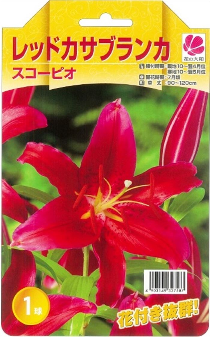 予約販売 花の大和 球根 カサブランカファミリー スコーピオ（レッドカサブランカ） 1球 百合 ゆり ユリ 10月中旬以降発送のサムネイル