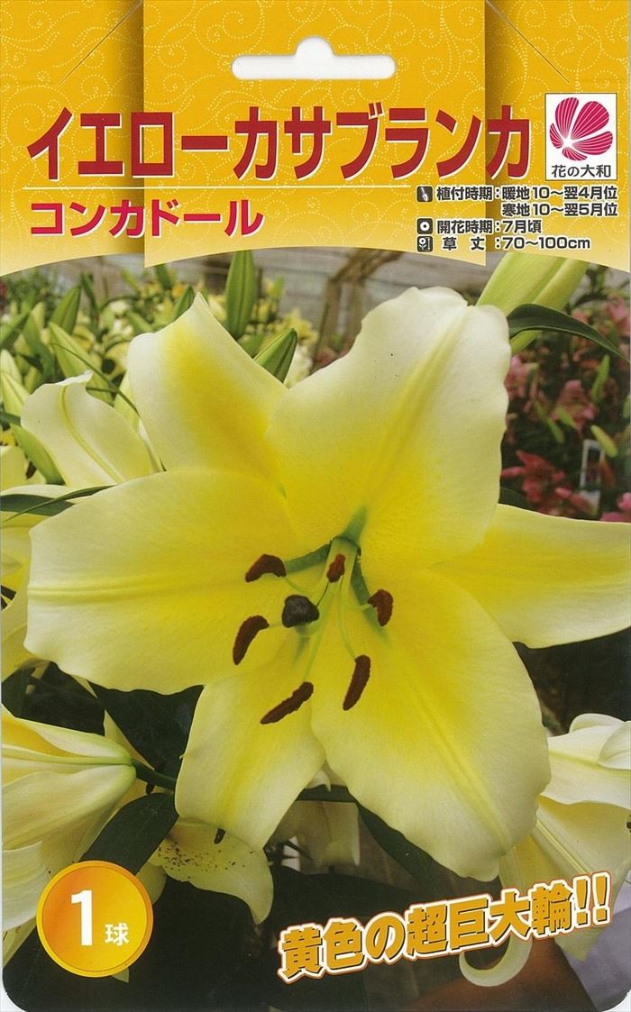 予約販売 花の大和 球根 カサブランカファミリー コンカドール（イエローカサブランカ） 1球 百合 ゆり ユリ 10月中旬以降発送のサムネイル