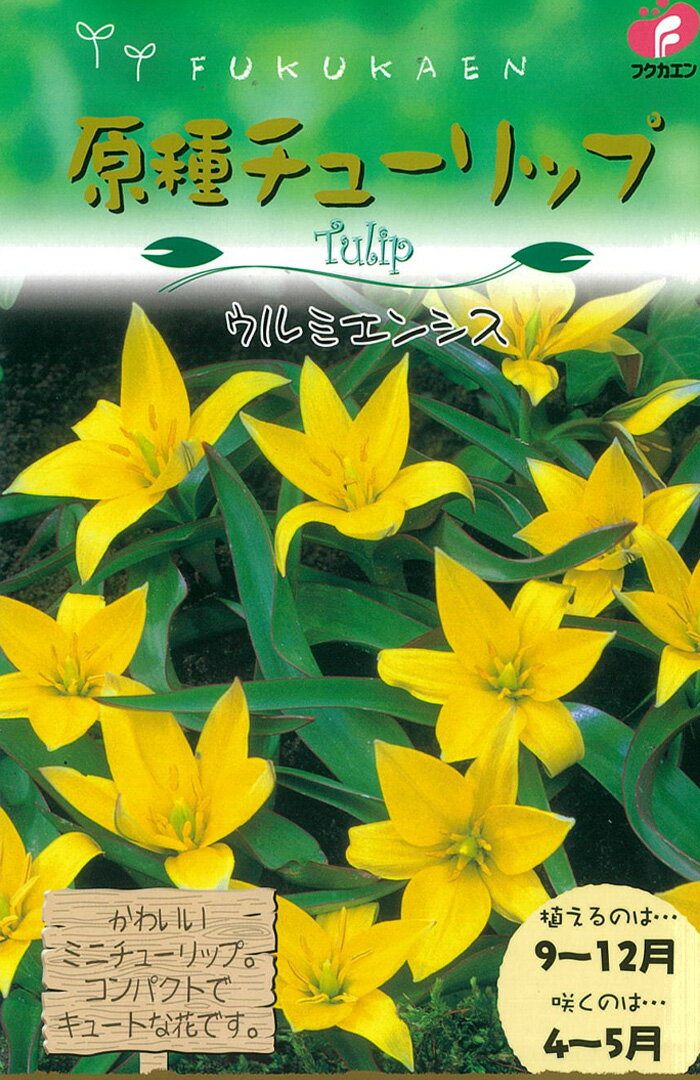 予約販売 球根 原種系チューリップ ウルミエンシス 福花園 5球 fke 10月下旬以降発送のサムネイル