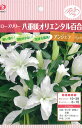 予約販売 球根 ローズリリー(八重咲オリエンタルリリー) アンジェラ 百合 ゆり ユリ 福花園 1球 fke 10月中旬以降発送