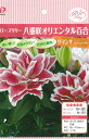 予約販売 球根 ローズリリー(八重咲オリエンタルリリー) サマンサ 百合 ゆり ユリ 福花園 1球 fke 10月中旬以降発送