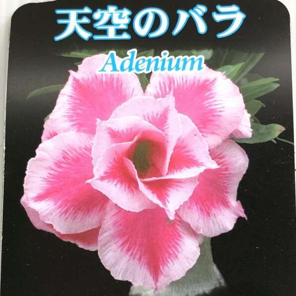 多肉植物 caコーデックス 八重咲きアデニウム クリスマス・サンタクロース 4号鉢 塊根植物 天空のバラのサムネイル