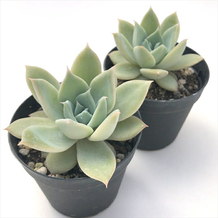 多肉植物 skエケベリア リラシナ×マスカラス 多肉植物 エケベリア 7.5cmポット