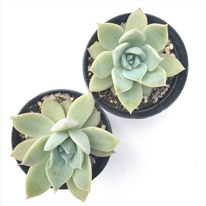 多肉植物 skエケベリア リラシナ×マスカラス 多肉植物 エケベリア 7.5cmポット