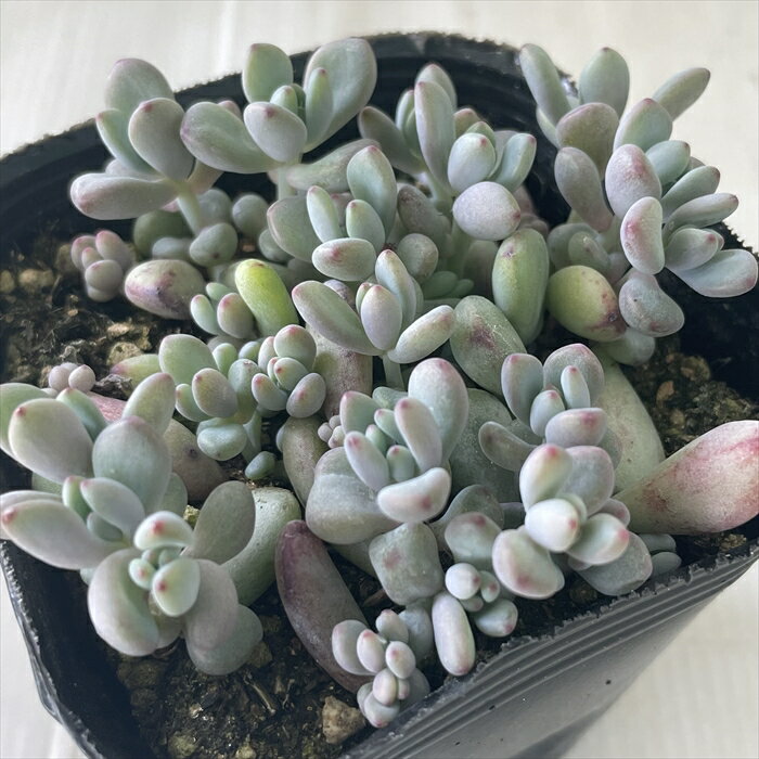 多肉植物 seセダム ばらまきコミックトム 多肉植物 セダム 9cmポットのサムネイル