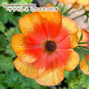 予約販売 ラナンキュラス ランドセル 苗 サラセレネ ミクロスコピオ 10.5cmポット 新井園芸 宿根草 花苗 ガーデニング 苗 rnd 12月上旬以降発送