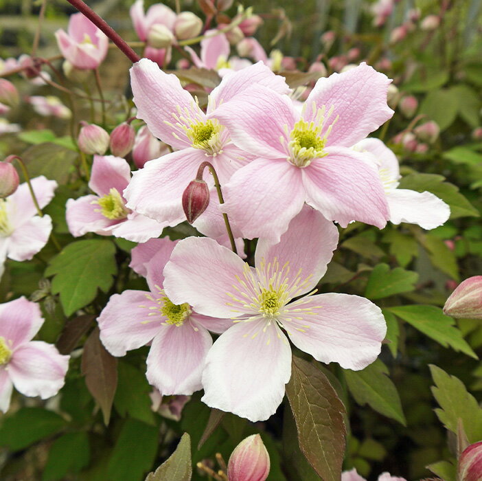 クレマチス 苗 M ルーベンス モンタナ系 2年生株 充実大株 12cmポット clm