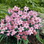 予約販売 球根 アイフェイオン シャルロットビショップ ハナニラ 福花園 5球 fke 10月中旬以降発送 605円