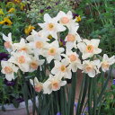 予約販売 球根 芳香水仙 ベルソング 福花園 2球 fke 10月中旬以降発送