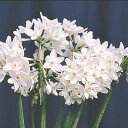 予約販売 球根 芳香水仙 ガリル 福花園 2球 fke 10月中旬以降発送