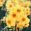 予約販売 球根 芳香水仙 マルティネット 福花園 2球 fke 10月中旬以降発送
