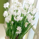 予約販売 球根 房咲き水仙 ペパーホワイト 白房水仙 福花園 2球 fke 10月中旬以降発送