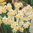 予約販売 球根 房咲き水仙 ミノー 福花園 2球 fke 10月中旬以降発送