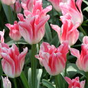 予約販売 球根 花満開チューリップ ホーランドチック 福花園 6球 fke 10月中旬以降発送