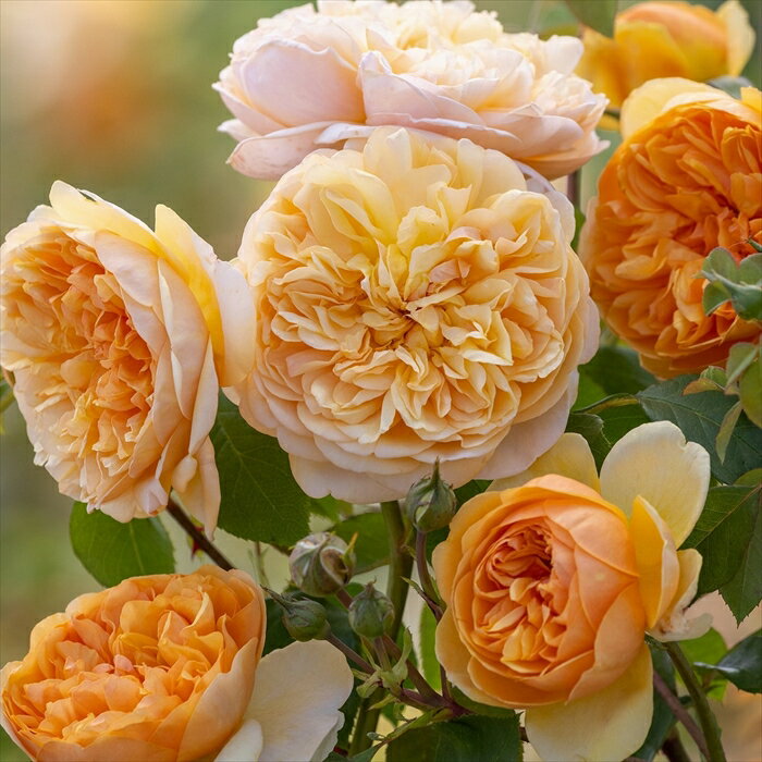 予約販売 バラ苗 バラ大苗 イングリッシュローズ ブリングミーサンシャイン 品種登録出願中 薔薇 ばら 送料無料 イエロー オレンジ dva 4月上旬以降発送