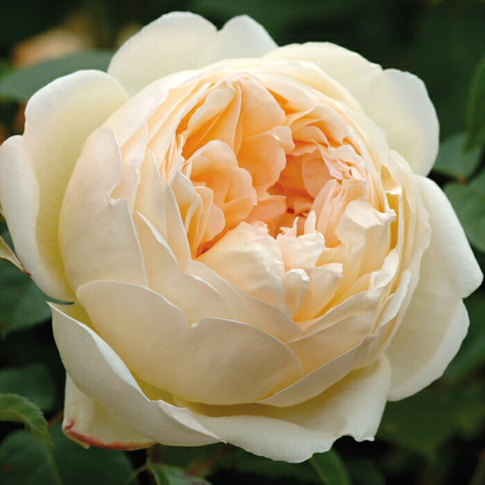 予約販売 バラ苗 バラ大苗 イングリッシュローズ ジュードジオブスキュア 登録品種 薔薇 ばら 送料無料..