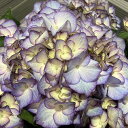 予約販売 アジサイ 花模様 10.5cmポット 加茂 KAMOセレクション ハイドランジア 苗 花苗 苗木 あじさい 紫陽花 yus 10月下旬以降発送