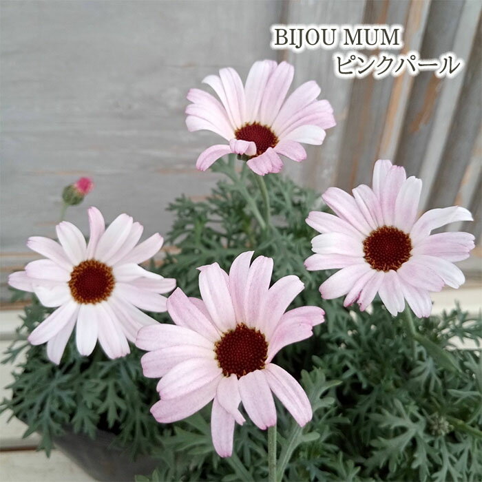 予約販売 ビジューマム 苗 ピンクパール 3.5号ポット 花苗 ガーデニング 苗 3月上旬以降発送