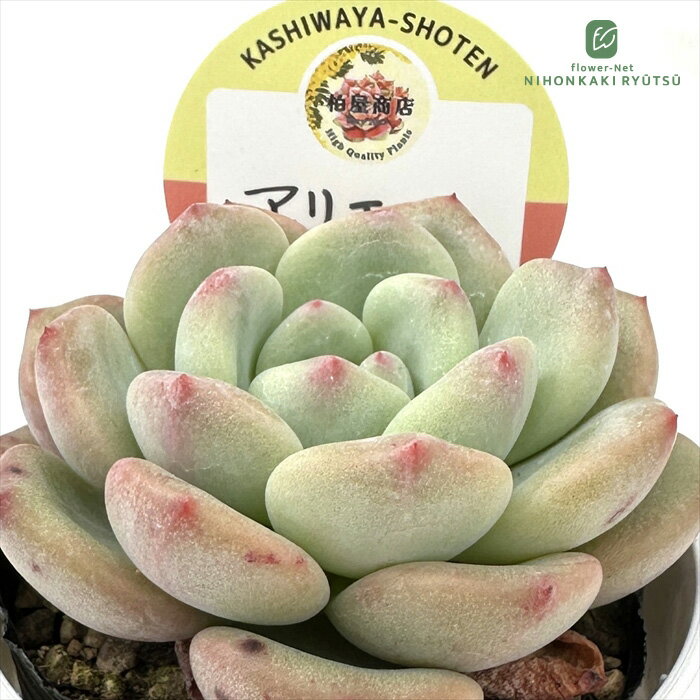 多肉植物 kswエケベリア アリエル 柏屋商店さん苗 エケベリア 6cmポット